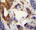 UBFD1 Antibody in Immunohistochemistry (IHC)