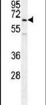 UBFD1 Antibody in Western Blot (WB)