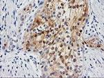 UBL4A Antibody in Immunohistochemistry (Paraffin) (IHC (P))