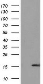 UBL4A Antibody in Western Blot (WB)