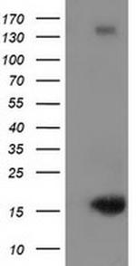 UBL4A Antibody in Western Blot (WB)