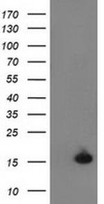 UBL4A Antibody in Western Blot (WB)
