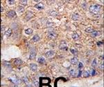 UBTD1 Antibody in Immunohistochemistry (IHC)