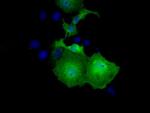 UBXN10 Antibody in Immunocytochemistry (ICC/IF)