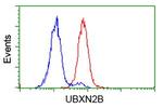 UBXN2B Antibody in Flow Cytometry (Flow)