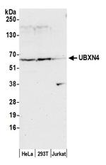 UBXN4 Polyclonal Antibody