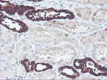 UCHL1 Antibody in Immunohistochemistry (Paraffin) (IHC (P))