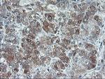 UCHL1 Antibody in Immunohistochemistry (Paraffin) (IHC (P))