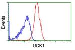 UCK1 Antibody in Flow Cytometry (Flow)