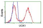 UCK1 Antibody in Flow Cytometry (Flow)