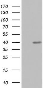 UFD1L Antibody in Western Blot (WB)