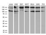 UHRF2 Antibody in Western Blot (WB)