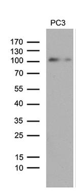 UHRF2 Antibody in Western Blot (WB)