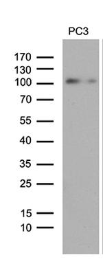 UHRF2 Antibody in Western Blot (WB)