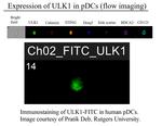 ULK1 Polyclonal Antibody, FITC