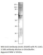 ULK3 Polyclonal Antibody