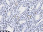 VWF Antibody in Immunohistochemistry (Paraffin) (IHC (P))