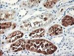 UNG Antibody in Immunohistochemistry (Paraffin) (IHC (P))