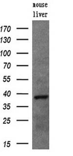 UNG Antibody in Western Blot (WB)
