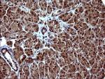 UPRT Antibody in Immunohistochemistry (Paraffin) (IHC (P))