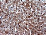 UPRT Antibody in Immunohistochemistry (Paraffin) (IHC (P))