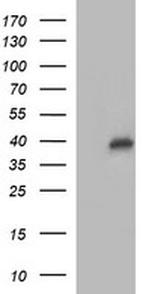 UPRT Antibody in Western Blot (WB)