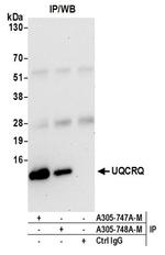 UQCRQ Antibody in Western Blot (WB)