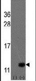 URM1 Antibody in Western Blot (WB)