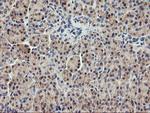 USP10 Antibody in Immunohistochemistry (Paraffin) (IHC (P))
