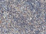 USP10 Antibody in Immunohistochemistry (Paraffin) (IHC (P))