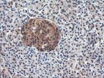 USP10 Antibody in Immunohistochemistry (Paraffin) (IHC (P))