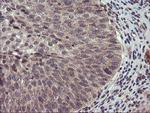 USP10 Antibody in Immunohistochemistry (Paraffin) (IHC (P))