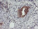 USP10 Antibody in Immunohistochemistry (Paraffin) (IHC (P))