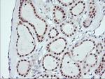 USP10 Antibody in Immunohistochemistry (Paraffin) (IHC (P))