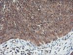 USP10 Antibody in Immunohistochemistry (Paraffin) (IHC (P))