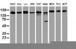 USP10 Antibody in Western Blot (WB)