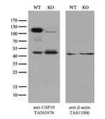 USP10 Antibody in Western Blot (WB)