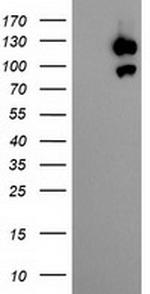 USP10 Antibody in Western Blot (WB)
