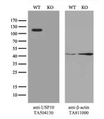 USP10 Antibody in Western Blot (WB)