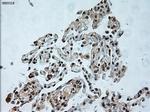 USP13 Antibody in Immunohistochemistry (Paraffin) (IHC (P))