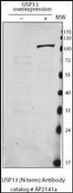 USP13 Antibody in Western Blot (WB)