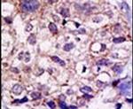 USP2 Antibody in Immunohistochemistry (IHC)