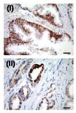 USP2 Antibody in Immunohistochemistry (IHC)