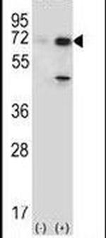 USP2 Antibody in Western Blot (WB)