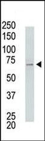 USP2 Antibody in Western Blot (WB)