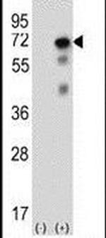 USP2 Antibody in Western Blot (WB)