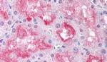 USP33 Antibody in Immunohistochemistry (Paraffin) (IHC (P))