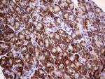 USP40 Antibody in Immunohistochemistry (Paraffin) (IHC (P))