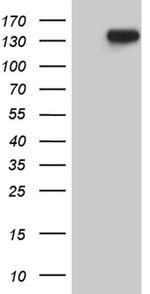 USP40 Antibody in Western Blot (WB)