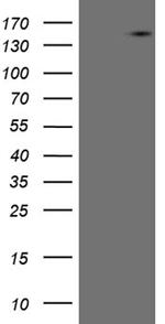 USP40 Antibody in Western Blot (WB)